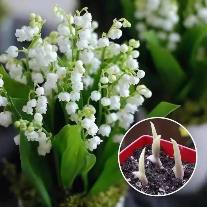 LILY OF THE VALLEY?HAPPINESS ARRIVES  Seeds (Pack of 1)