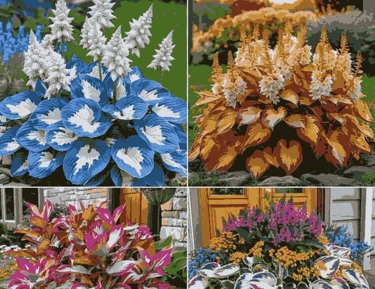 Shade-Tolerant and Cold-Hardy Hosta Flowers (Pack of 2)